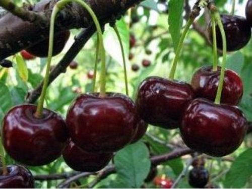 

Саженцы вишня Чудо-вишня ранний (однолетка)