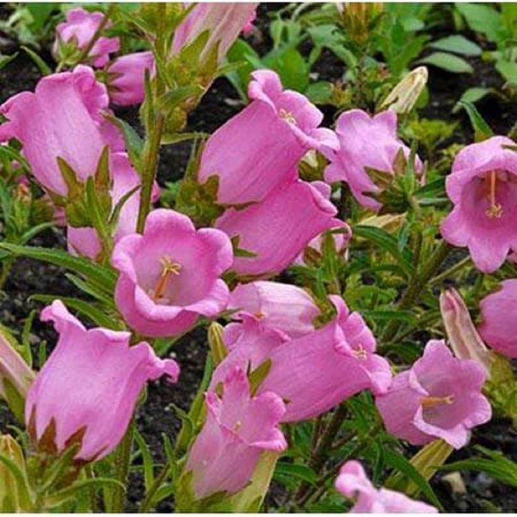 

Семена Колокольчик средний карминово-розовый 0.1 г W.Legutko 6044