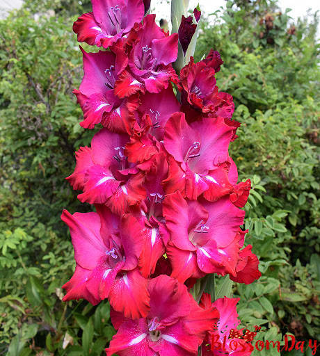 

Гладиолус крупноцветковый San Siro (Сан Сиро) 3 шт./уп.