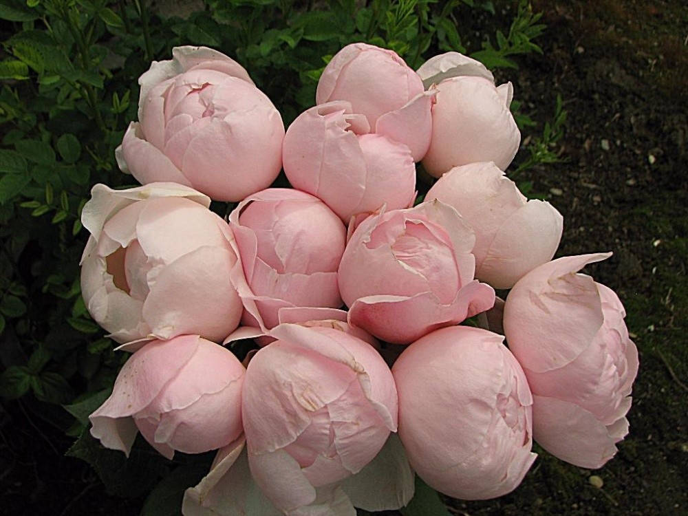 

Роза Пиони Пинк. (Peony Pink) Ч/Г