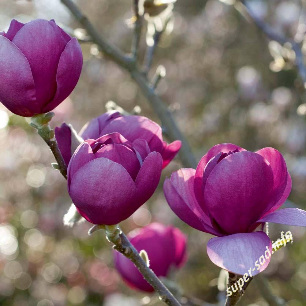 

Магнолия Суланжа «Purpurea» (возраст саженца 3 года)