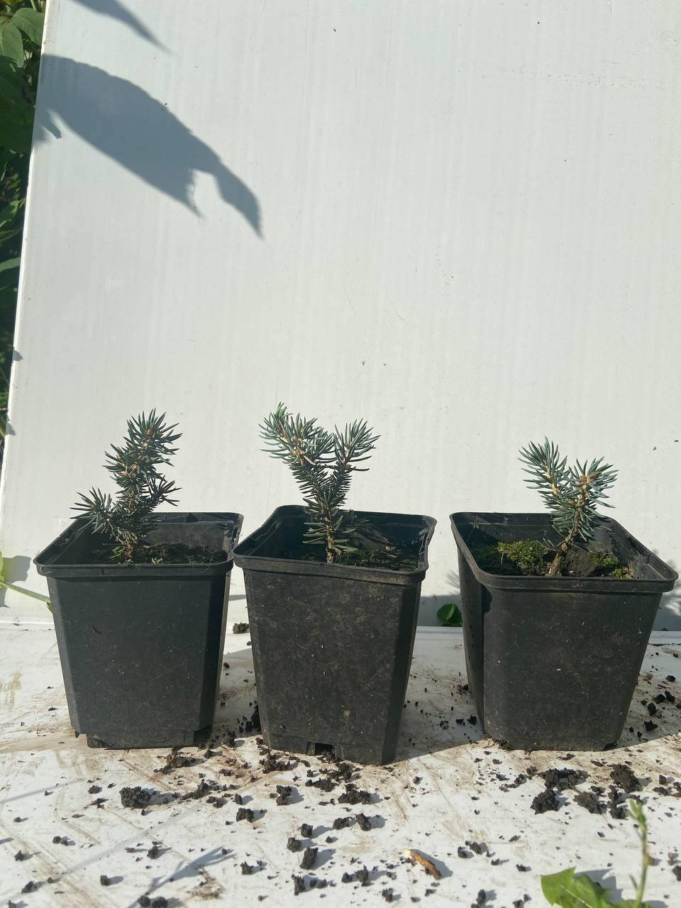 

Ель колючая Вальдбрун (Picea pungens Waldbrunn) 8,0см