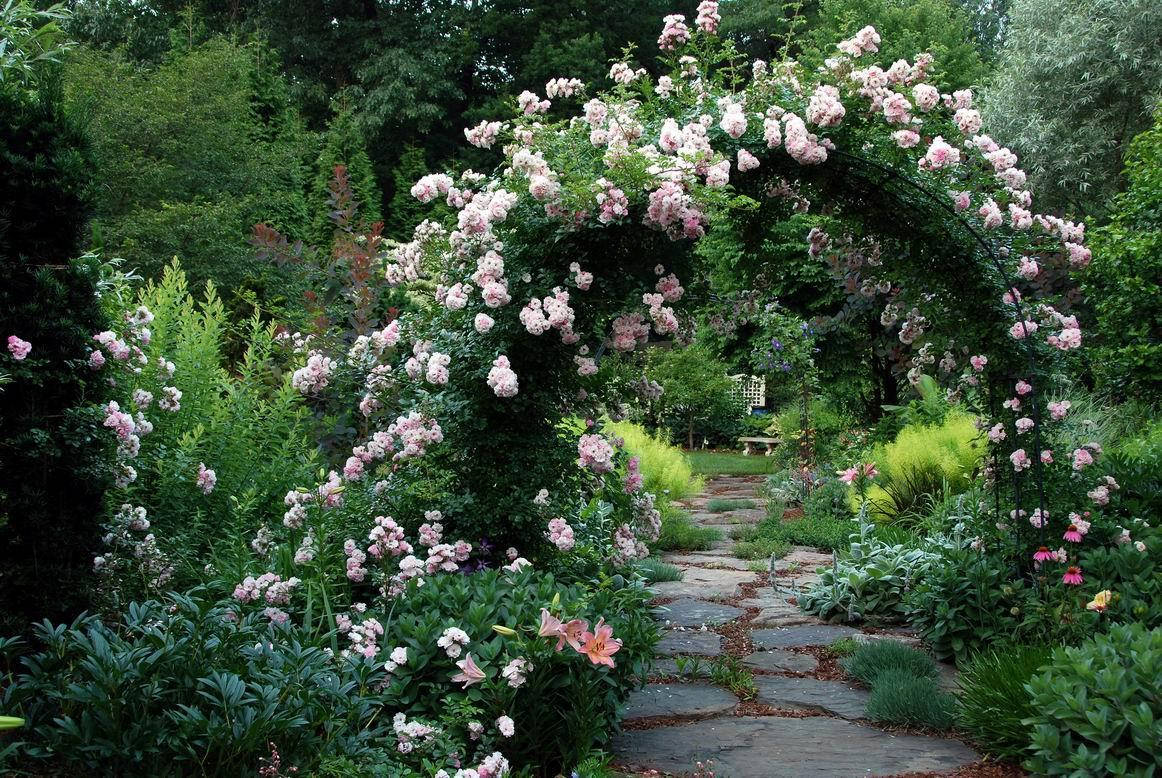 

Саженцы плетистых роз Венуста Пендула