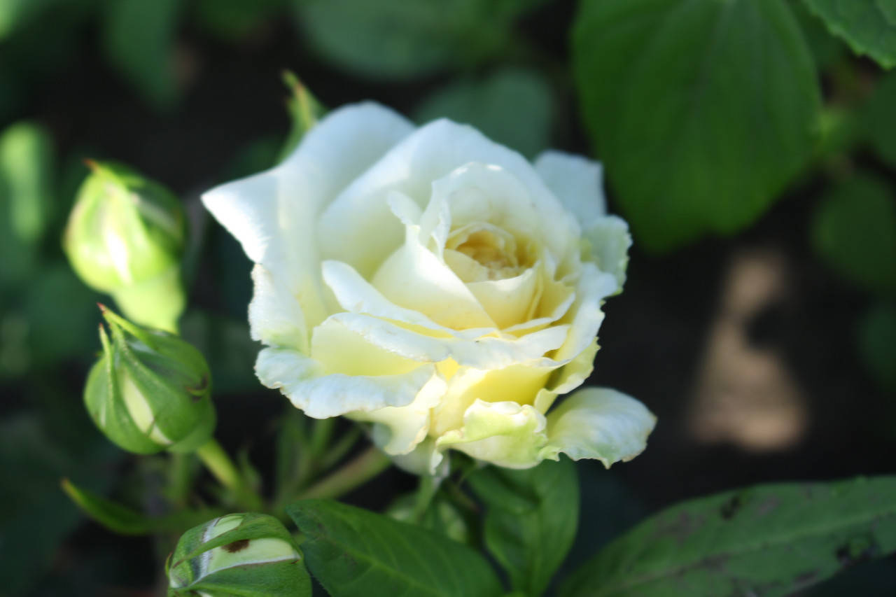 

Саженцы Роз Надя Мейяндекор (Nadia Meidiland)