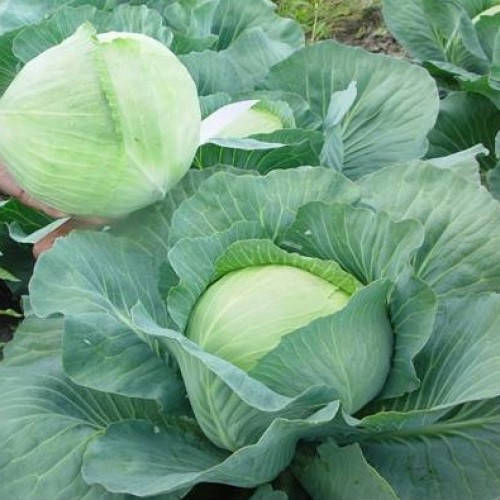 

Агрессор F1 10 шт семена капусты Syngenta Голландия