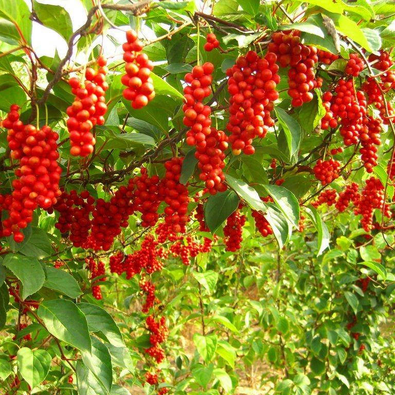

Лимонник китайский, Schisandra chinensis