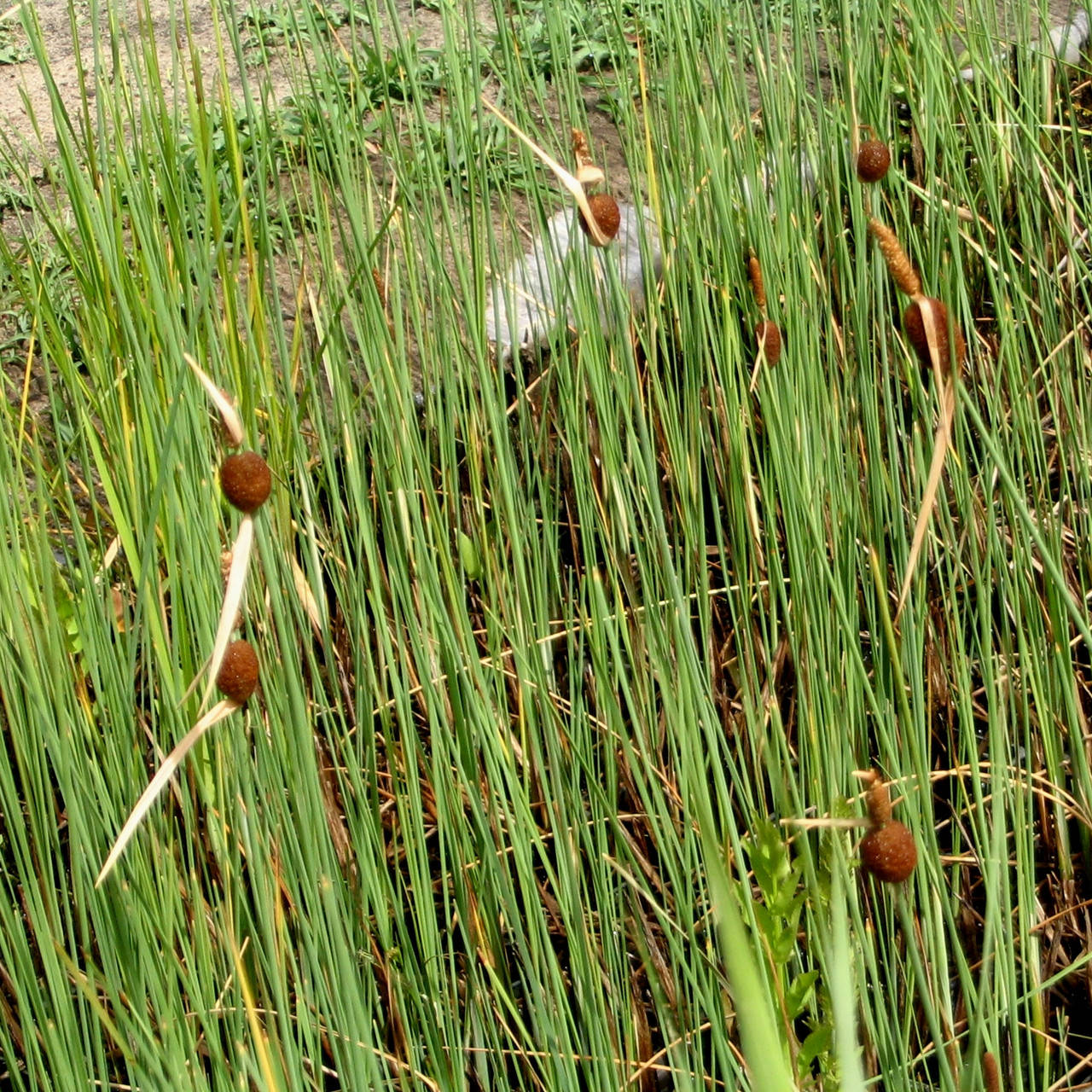 

Рогоз малый - Typha minima