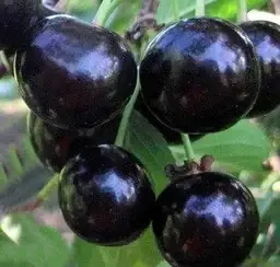 

Вишня АФРОДИТА (саженцы)