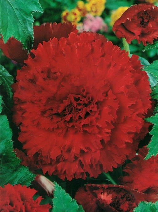 

Бегония Фимбриата Темно Красная / 1 клубень