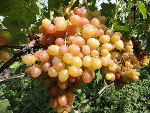 

Саженцы винограда Хамелеон