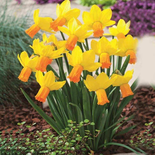 

Нарцисс Jetfire