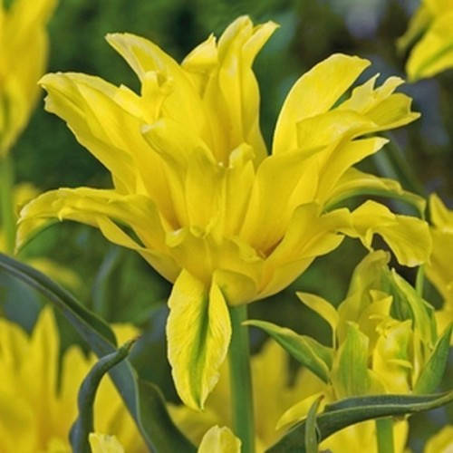 

Тюльпан Лилиевидный Yellow Spider (луковицы 10/11), Желтый