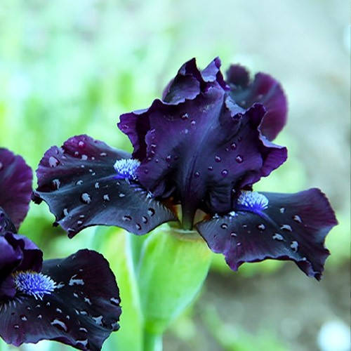 

Ірис Pumila Dark Vader (кореневища)