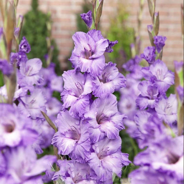 

Гладиолус Milka 12/14 Луковицы