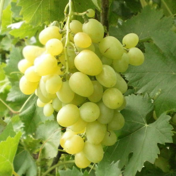 

Лора (Флора) - саженцы винограда