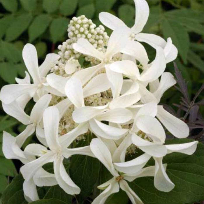 

Гортензия метельчатая "Грейт Стар" однолетние саженцы.