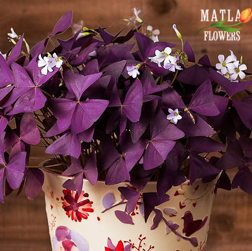

Луковицы Кислица Triangularis