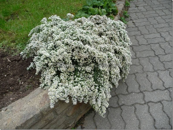 

Астра вересковидная Сноу Флари (Snow Flurry), контейнер 0,5 л