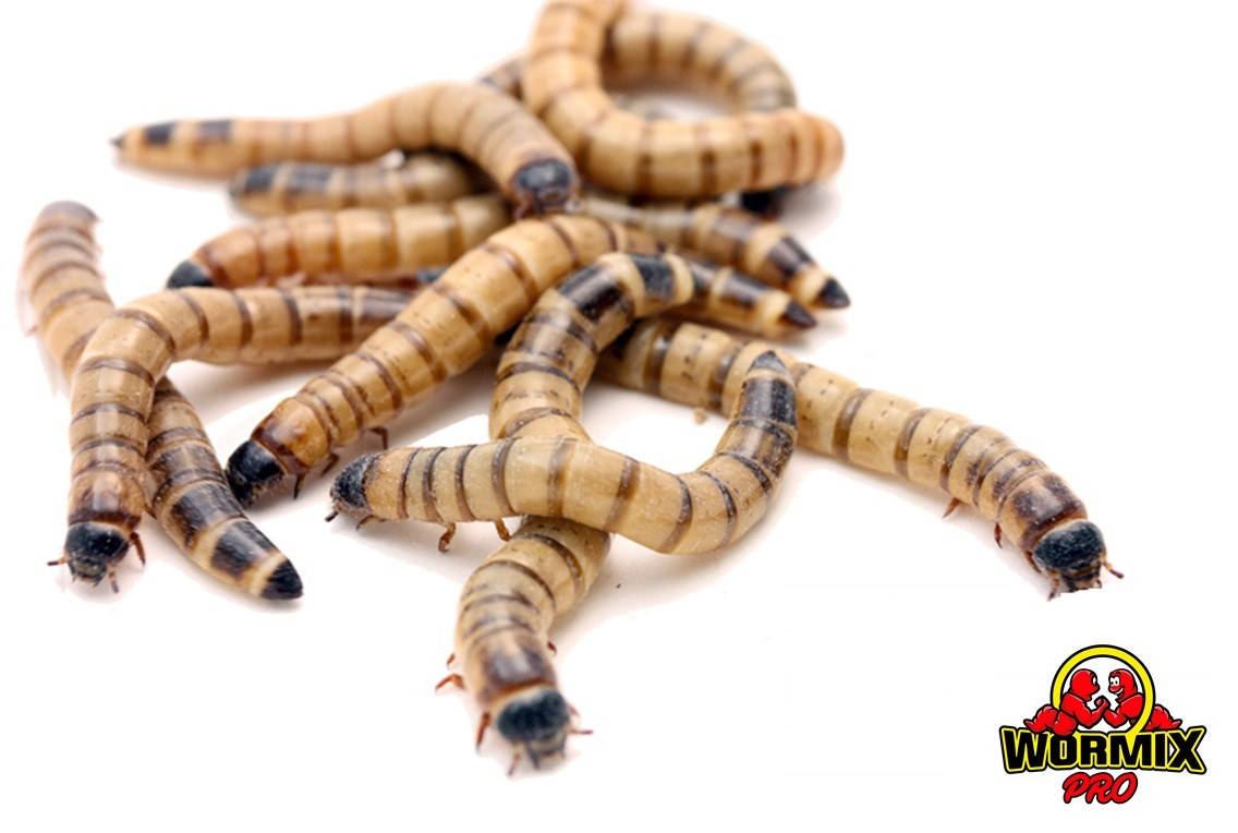 

Живой корм – Зофобас Зоофобус Zophobas morio Superworms