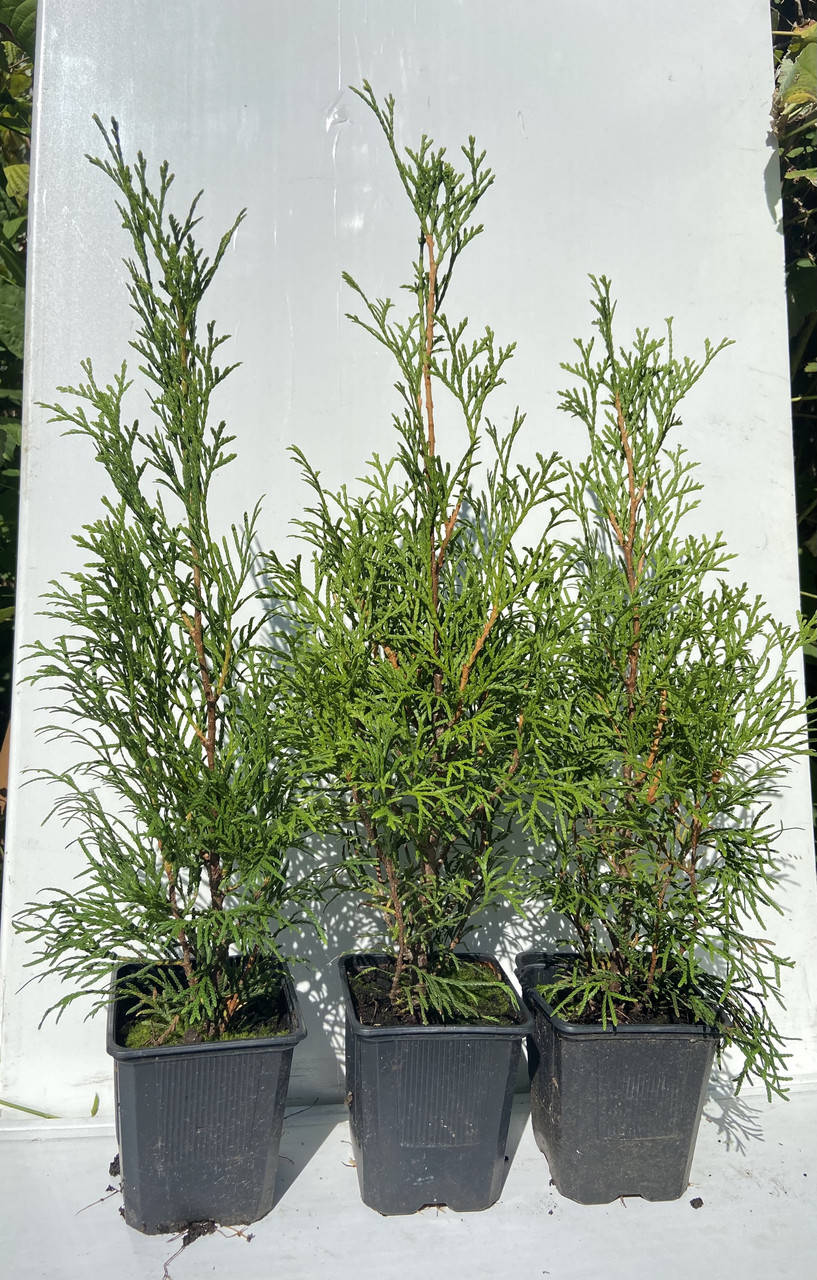 

Туя западная Смарагд (Thuja Occidentalis Smaragd) 35-37 см