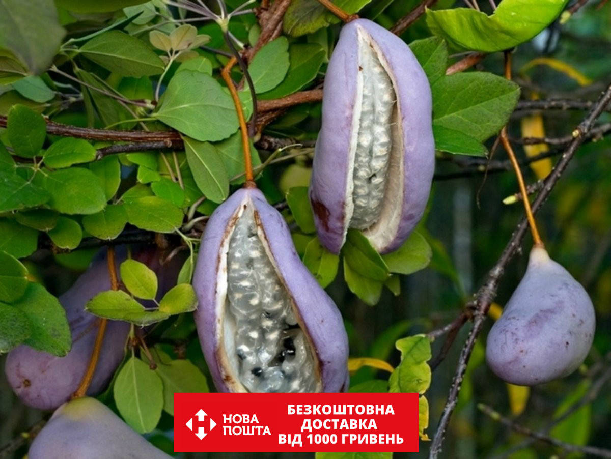 

Акебия семена (10 шт) шоколадная лиана (Akebia quinata)