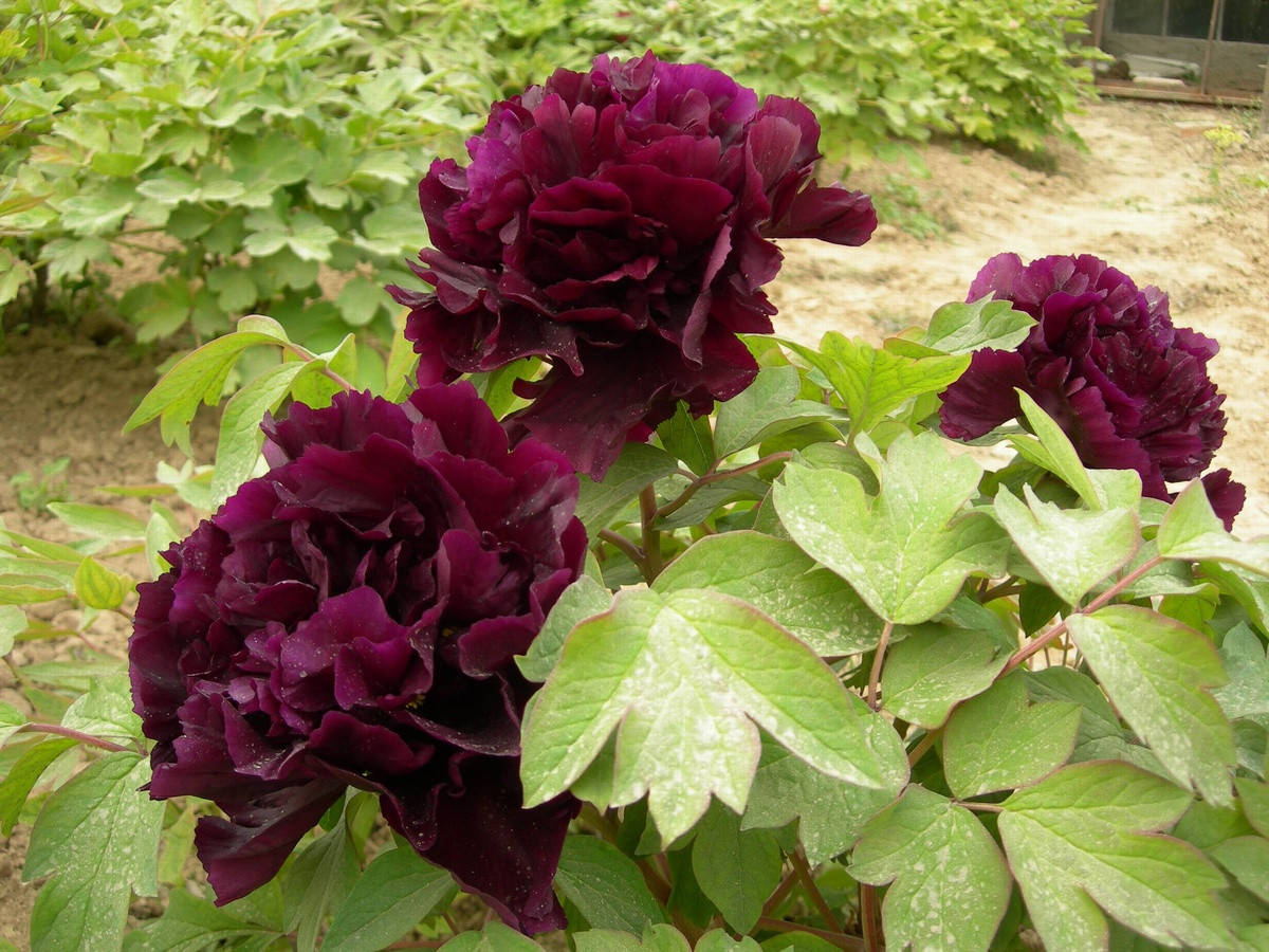 

Пион Black Beauty (корневища)