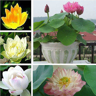 

Лотос орехоносный набор 4 цветов 4 семени