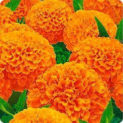 

Семена Бархатцы прямостоячие Тайшан Оранжевые F1 ,100 семян Pan American, Оранжевый