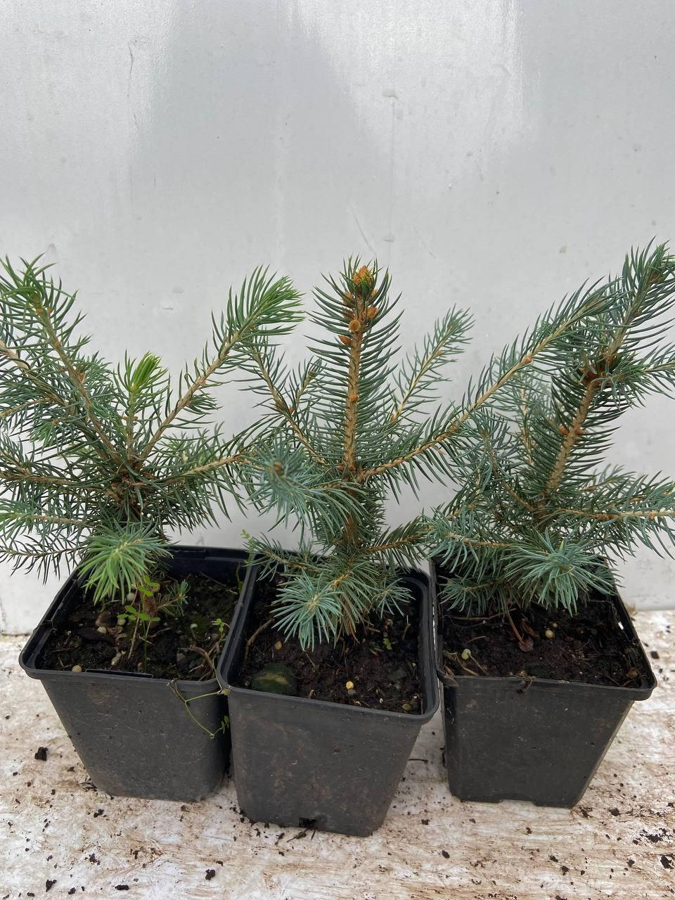 

Ель голубая Глаука Маджестик Блю (Picea pungens Glauca Majestic Blue) 15-18 см