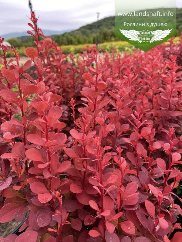 

Berberis thunbergii 'Orange Tower', Барбарис Тунберга 'Оранж Тауер',C2 - горщик 2л