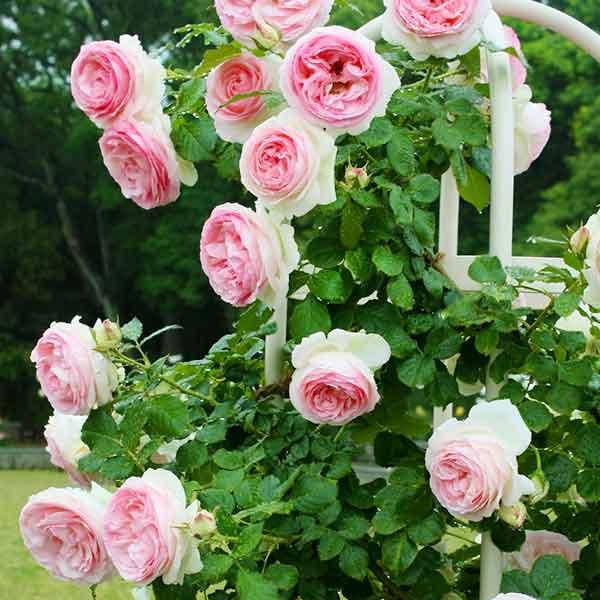 

Роза плетистая Пьер де Ронсар, Эден Роуз, Eden Rose, Pierre de Ronsard