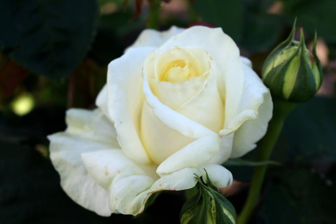 

Саженцы роз Шопен (Chopin)