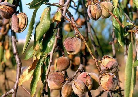 

Миндаль никитский