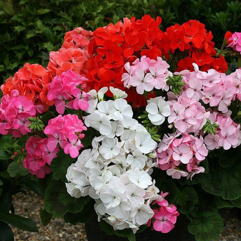 

Семена Пеларгония Multibloom Mix 5 шт Syngenta, Красный