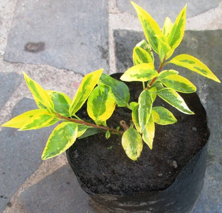 

Форзиция средняя Голден Таймс. Саженцы в контейнерах Д12.