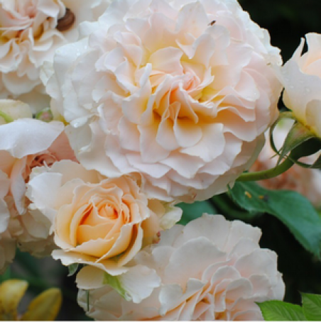 

Роза Экскалибур (Excalibur) английская флорибунда