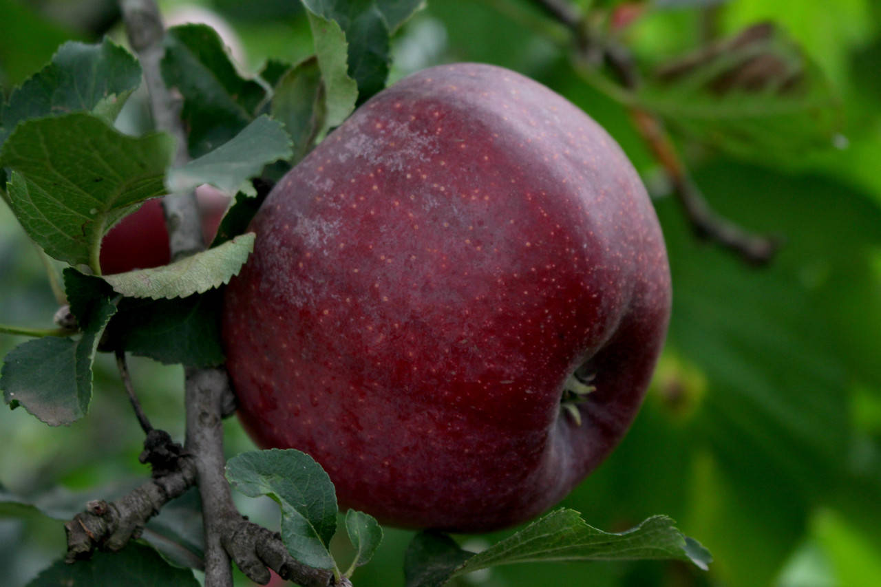 

Саженцы яблонь Фиалка