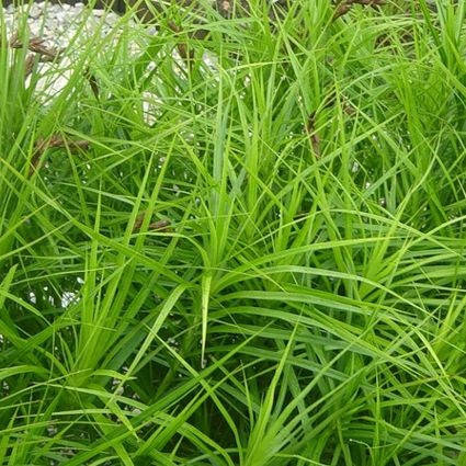 

Осока пальмолистная (Carex muskingumensis)