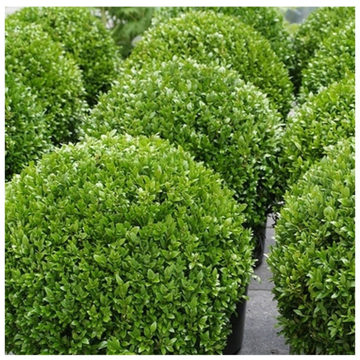 

Самшит вечнозеленый Buxus Sempervirens