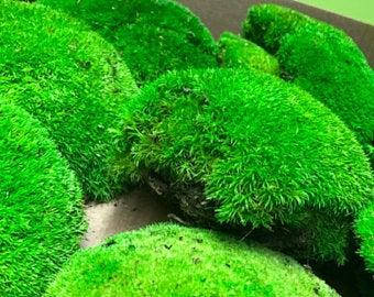 

Мох Кочковой стабилизированный для декора, Зеленый