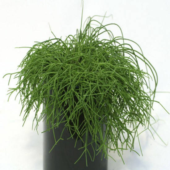

Рипсалис волосовидный, Rhipsalis capilliformis, Зелёный