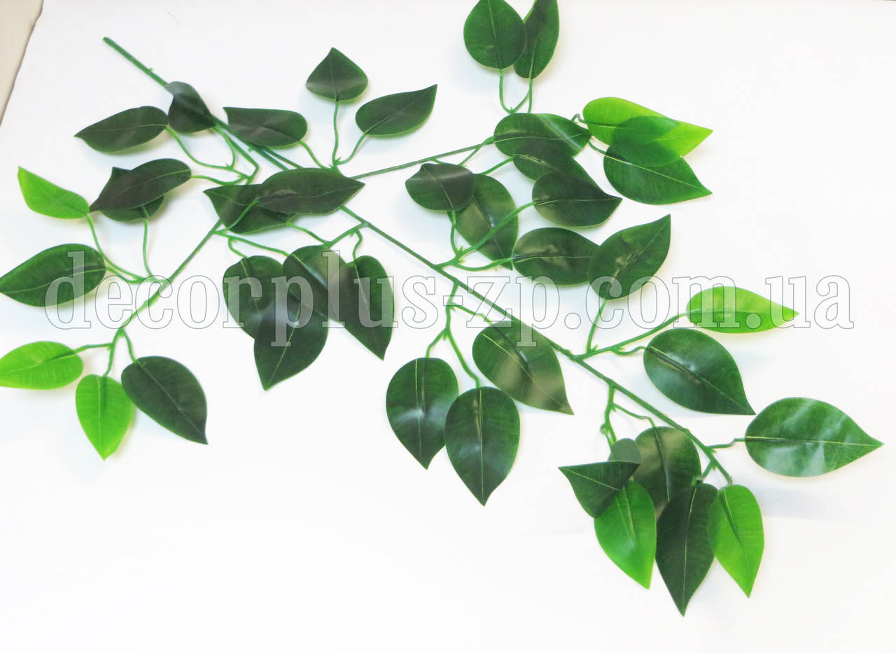 

Ветка фикуса зеленая