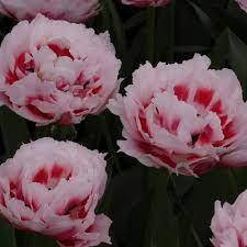 

Тюльпан Zizanie (луковицы) 2шт.