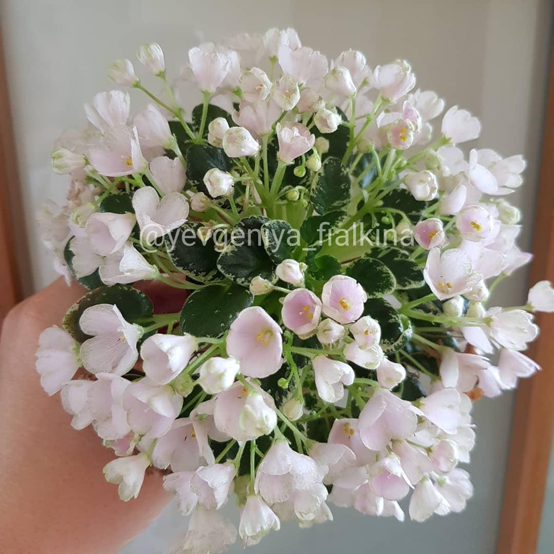

Фиалка Н-Подснежник дітка, Белый