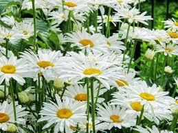 

Семена цветов Ромашка белая многолетняя, Белый