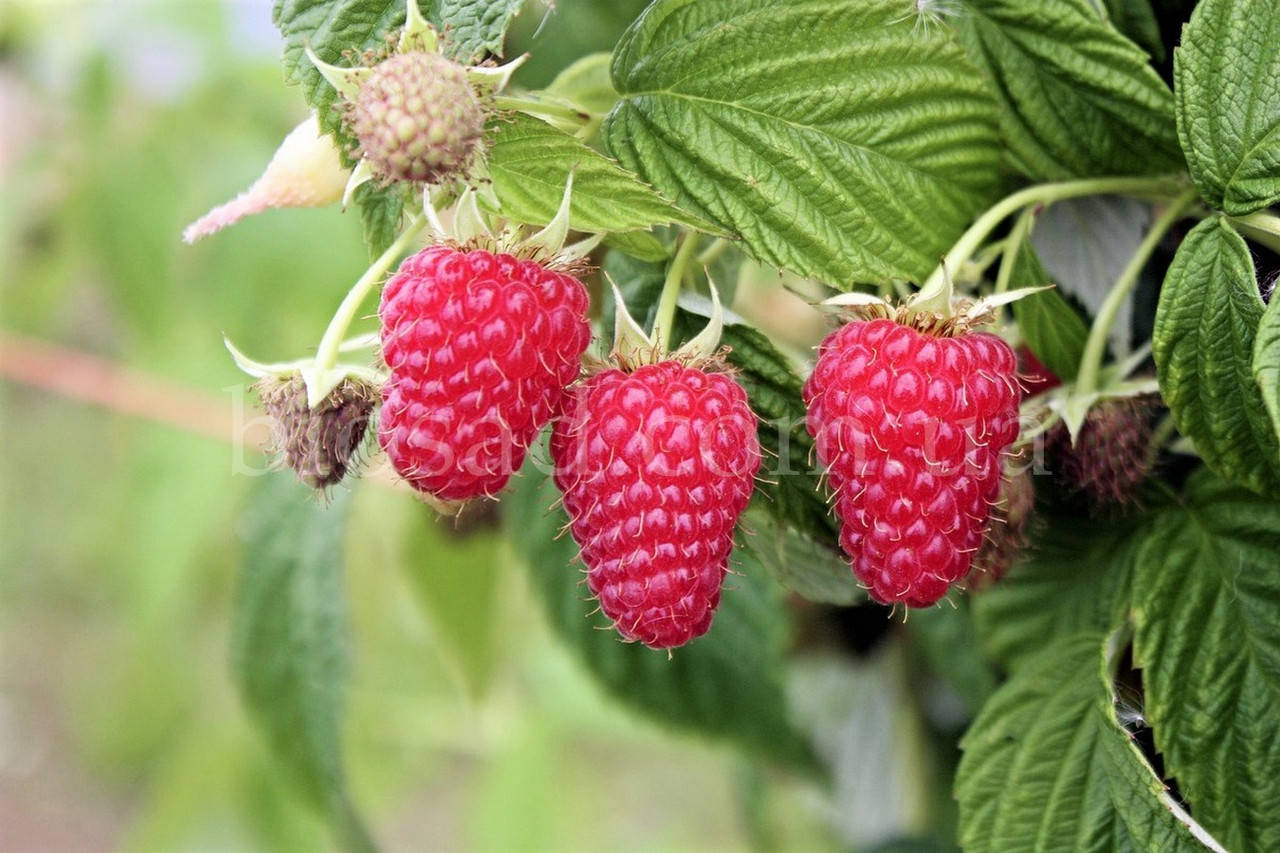 

Малина Джоан Джей (Joan J), ремонтантный сорт