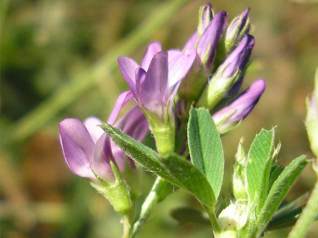 

Семена Люцерна посевная весом 500 граммов Украина