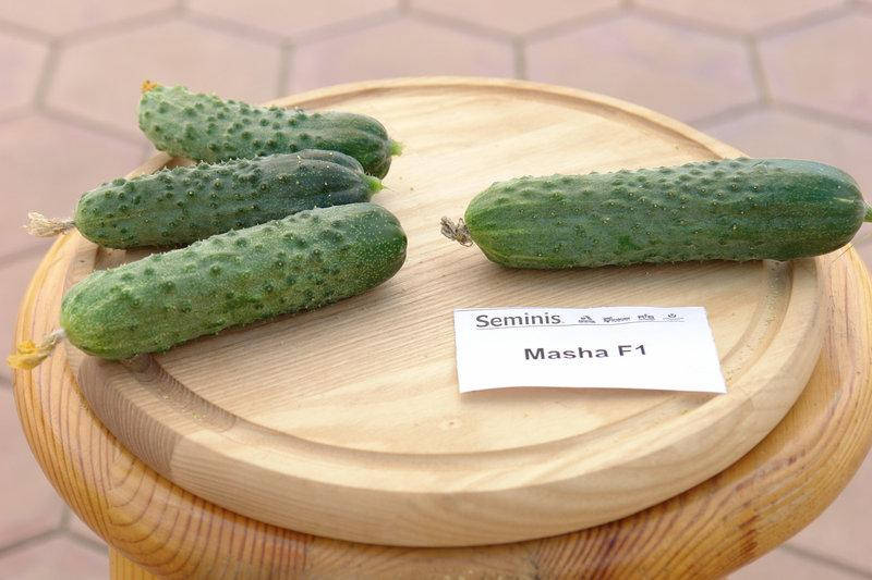 

Семена огурца Маша F1 \ Masha F1 250 семян Seminis