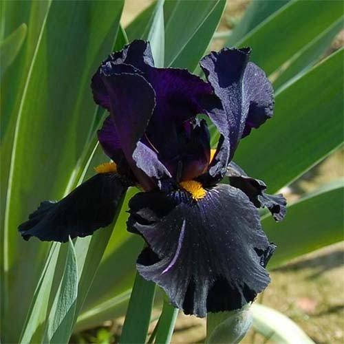 

Ирис Black Night (корневища)