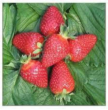 

"Квики" - саженцы клубники выкопные.